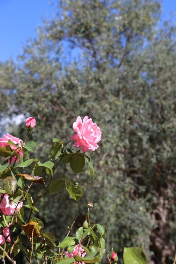 La Masseria Pietramarmo Caiazzo - App To Con Vista Ngoại thất bức ảnh