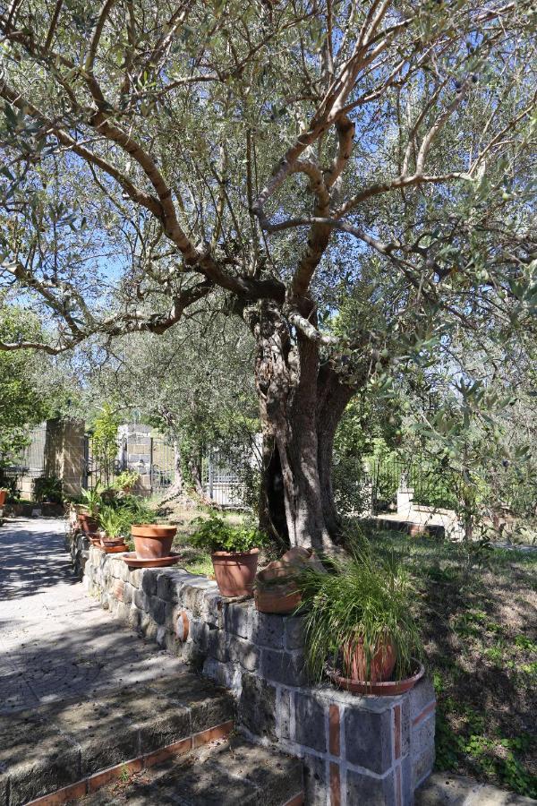La Masseria Pietramarmo Caiazzo - App To Con Vista Ngoại thất bức ảnh